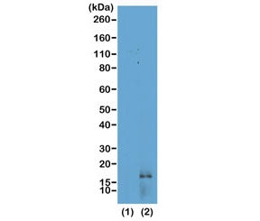 Western blot of recombinant Histone H3.3 (1) and acid extracts of HeLa cells (2) using recombinant H