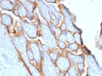 IHC testing of FFPE human placenta with HCG-beta antibody (clone HCGb/1996R). Required HIER: boil ti