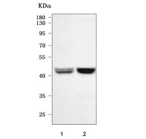 Western blot testing of 1) rat brain and 2) mouse brain tissue lysate with NEGR1 antibody. Predicted