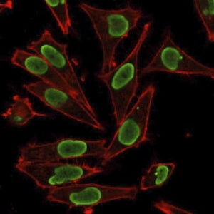 Histone H1 Antibody