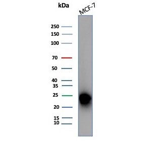 CD99 Antibody / MIC2