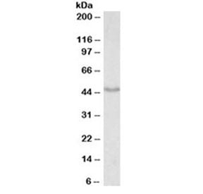 Western blot testing of mouse fetal brain lysate with Doublecortin antibody at 0.01ug/ml. Predicted 