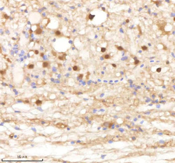 IHC staining of FFPE zebrafish spinal tissue with Psma1 antibody, HRP-labeled secondary and DAB subs