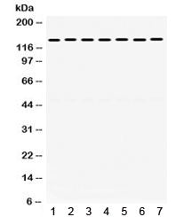 SMC3 Antibody
