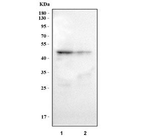 Western blot testing of human 1) ThP-1 and 2) U937 cell lysate with Caspase 1 antibody. Predicted mo