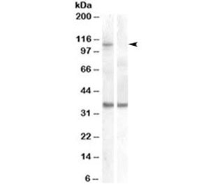Western blot of HEK293 lysate overexpressing human EIF2C1/AGO1 and probed with AGO1 antibody (non-tr