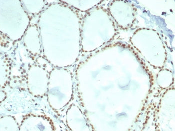 ERCC1 Antibody