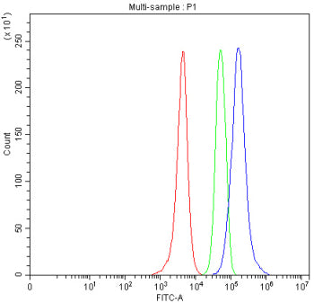 Western blot testing of human 1) HeLa, 2) SKOV, 3) MCF7, and 4) SW620 cell lysate with PIGR antibody