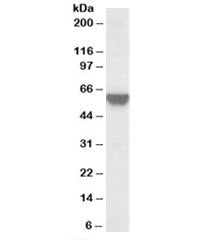 TOM1L2 Antibody