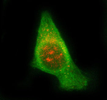 Immunofluorescent staining of STAM2 using anti-STAM2 antibody (red) and anti-Beta Tubulin antibody (
