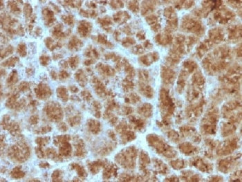 IHC testing of FFPE human pancreas with Elastase 3B antibody (clone CELA3B/1257). Required HIER: boi