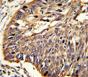 MyD88 Antibody
