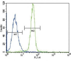 Leptin Receptor antibody flow cytometric analysis of K562 cells (green) compared to a negative contr