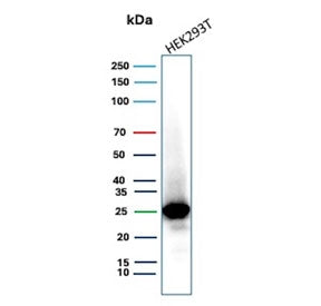 Western blot testing of human HEK293T cell lysate with mtTFA antibody (clone TFAM/9713). Expected mo