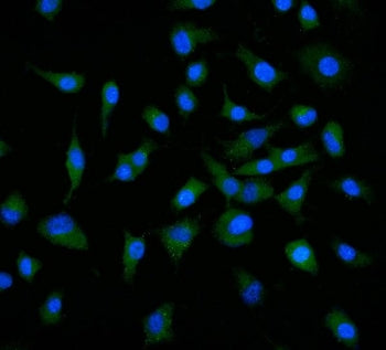 Immunofluorescent staining of FFPE human A549 cells with Neuropilin 1 antibody (green) and DAPI nucl