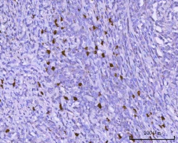 PAX5 Antibody / BSAP