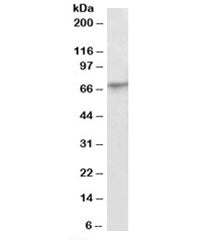Western blot testing of A549 lysate with PRDM14 antibody at 2ug/ml. Predicted molecular weight: ~64k