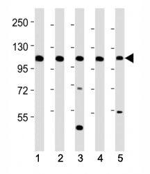 Mertk Antibody
