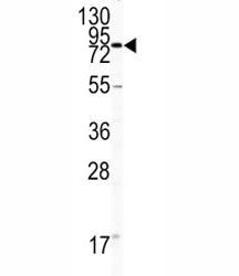 CD31 Antibody / PECAM-1, 0.08ml