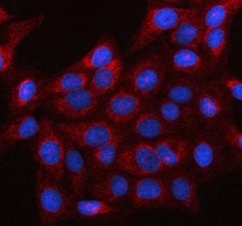 Immunofluorescent staining of FFPE human U-2 OS cells with LRRC73 antibody (red) and DAPI nuclear st