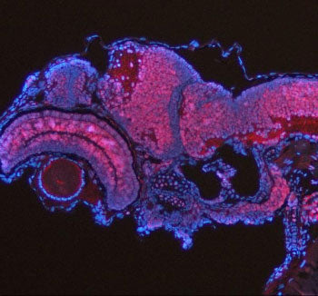 Immunofluorescent analysis of Ash2l protein using Zebrafish Ash2l antibody (red) and DAPI nuclear st