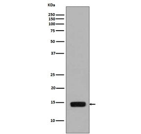 Western blot testing of lysate from Saccharomyces cerevisiae treated with Methyl methanesulfonate, w