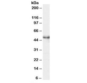 Western blot testing of Jurkat lysate with MASK antibody at 0.5ug/ml. Predicted molecular weight: ~4