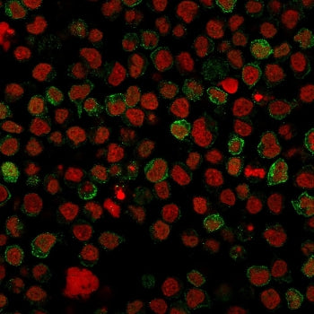 Immunofluorescent staining of human Ramos cells with CD22 antibody (clone BLCAM/1796, green) and Red