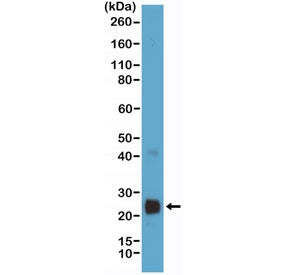 Western blot testing of VEGF protein-expressing human HEK293 cell lysate with recombinant VEGFA anti
