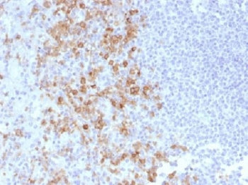 IHC testing of FFPE human spleen with PSGL-1 antibody (clone PSGL1/1601). Recommended HIER: boil tis