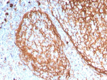 CD11b Antibody / MAC-1