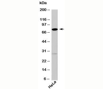 Western blot testing of human samples with DDX4 antibody at 2ug/ml.