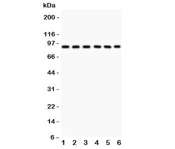 Oct-1 Antibody (POU2F1)