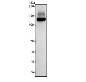Western blot testing of human HeLa cell lysate with JAG2 antibody. Predicted molecular weight ~133 k