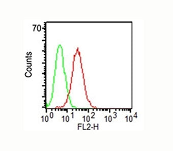 CD34 Antibody