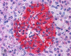 IHC testing of FFPE human pancreas with Annexin A10 antibody at 4ug/ml. HIER: steamed with pH6 citra