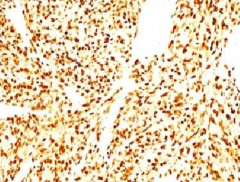 MyoD1 Antibody