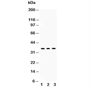 SIRT6 Antibody