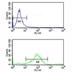 RAB7A Antibody