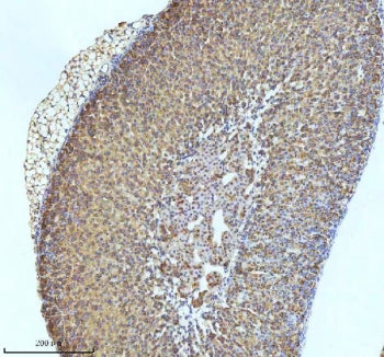 IHC staining of FFPE mouse adrenal tissue with GCLM antibody. HIER: boil tissue sections in pH8 EDTA
