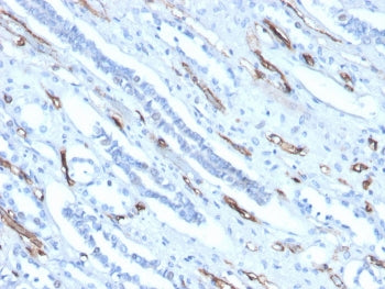 IHC staining of FFPE human kidney with Adiponectin antibody (clone ADPN/4256). HIER: boil tissue sec