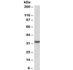 Western blot testing of HeLa lysate with PCNA antibody at 0.01ug/ml. Expected molecular weight: 29-3