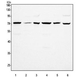 Western blot testing of 1) rat brain, 2) rat thymus, 3) rat PC-12, 4) mouse brain, 5) mouse thymus a