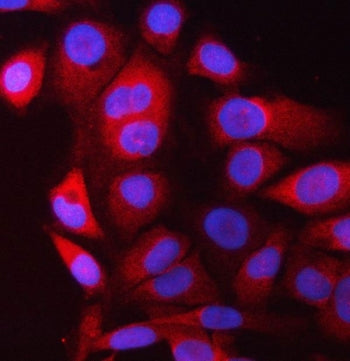 PRRC2C Antibody / Proline-rich coiled-coil 2C