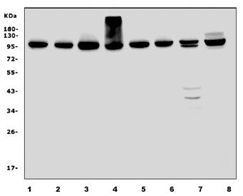Western blot testing of rat 1) kidney, 2) lung, 3) stomach, 4) C6 and mouse 5) kidney, 6) lung, 7) s
