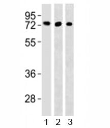 Western blot testing of TFE3 antibody and 1) HepG2, 293 and 3) mouse lung lysate. Predicted molecula