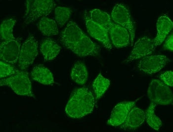 WNT8B Antibody