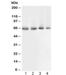 ABCB10 Antibody