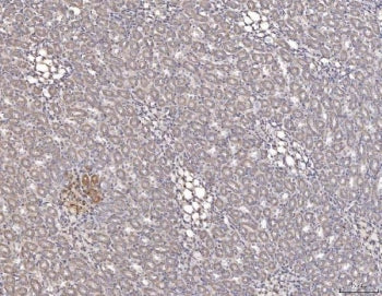 IHC staining of FFPE rat kidney tissue with Cathepsin L antibody. HIER: boil tissue sections in pH8 