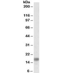 Western blot testing of human amygdala lysate with alpha-Synuclein antibody at 0.1ug/ml. Predicted m